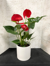 Load image into Gallery viewer, Anthurium Plant

