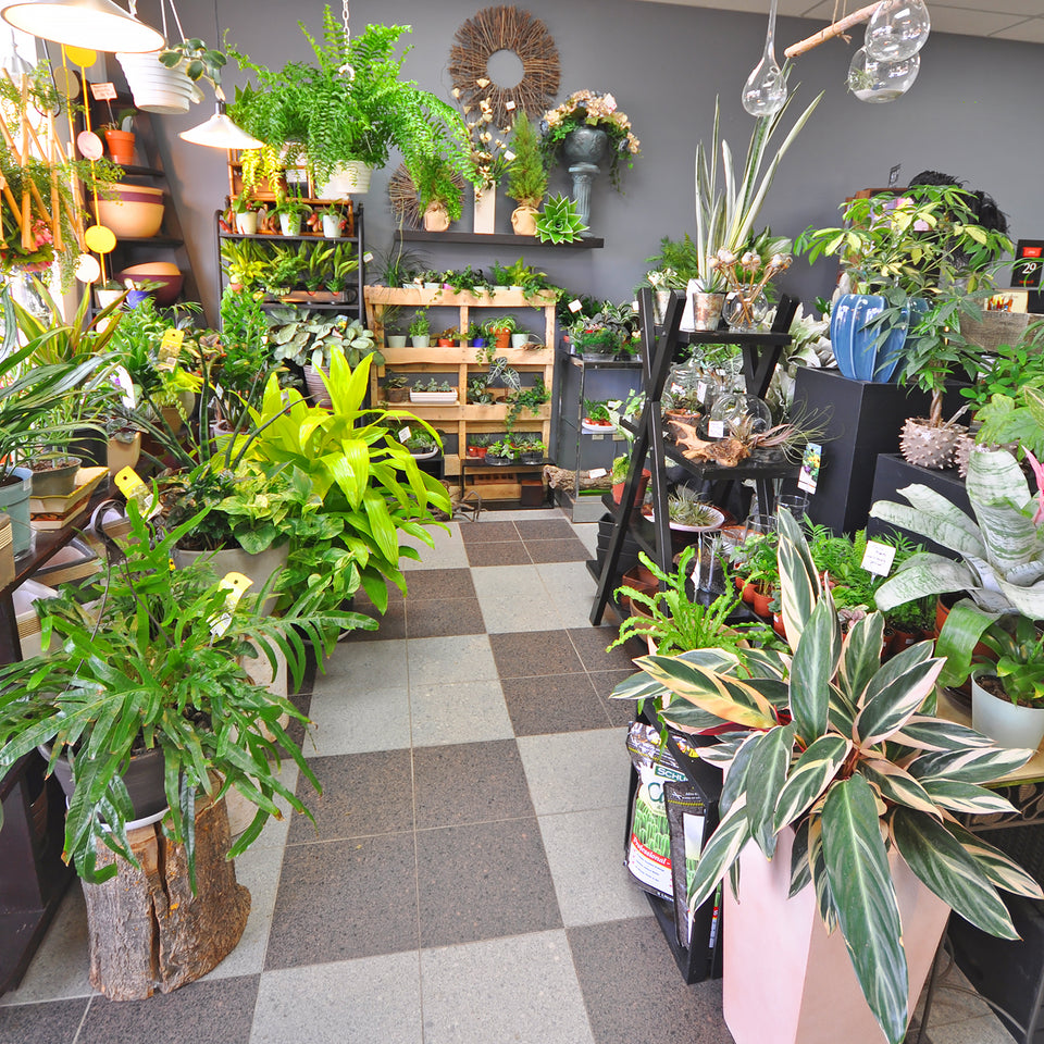 Trillium Floral Designs shop photo including assortment of indoor house plants, planters and plant accessories.