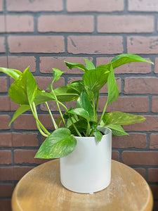 4" Assorted Pothos