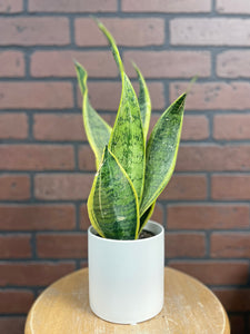 4" Assorted Sansevieria