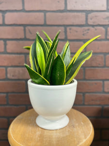 6" Assorted Sansevieria