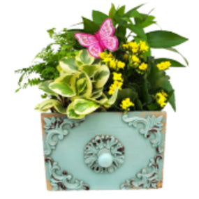 Drawer Dishgarden