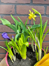 Load image into Gallery viewer, Bulb Gardens
