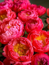 Load image into Gallery viewer, MD Peonies
