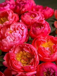 MD Peonies