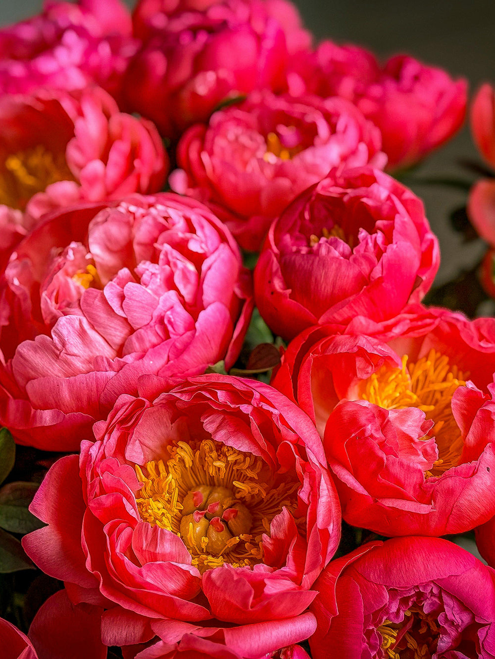 MD Peonies