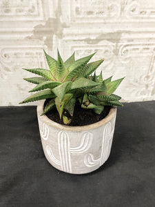 Haworthia