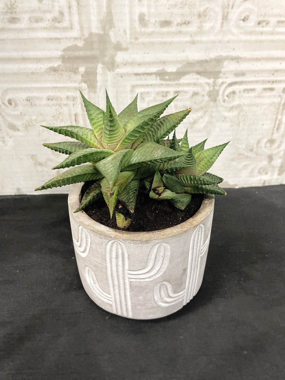 Haworthia