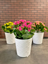 Load image into Gallery viewer, 5&quot; Blooming Kalanchoe
