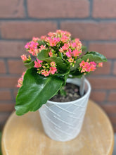 Load image into Gallery viewer, 5&quot; Blooming Kalanchoe
