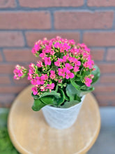 Load image into Gallery viewer, 5&quot; Blooming Kalanchoe
