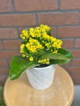 Load image into Gallery viewer, 5&quot; Blooming Kalanchoe
