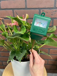 Moisture Meter