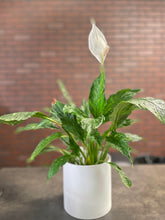 Load image into Gallery viewer, 6&quot; Peace Lily
