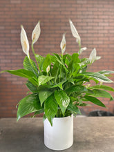 Load image into Gallery viewer, 6&quot; Peace Lily
