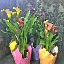 Load image into Gallery viewer, Calla Lily Plants
