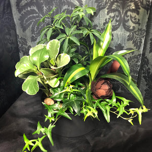 Dishgarden Planters