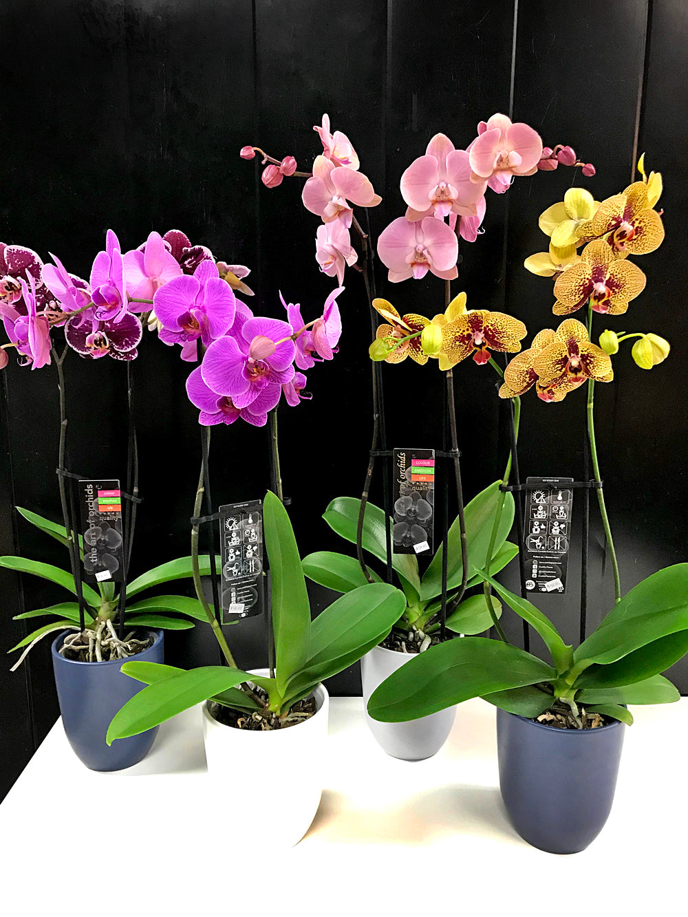 Double Spike Orchid Plants