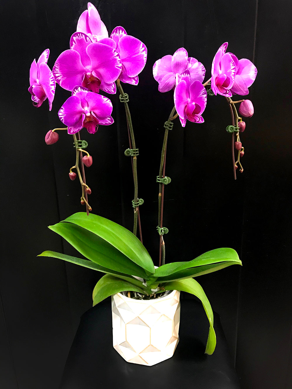 Waterfall Orchid Plants